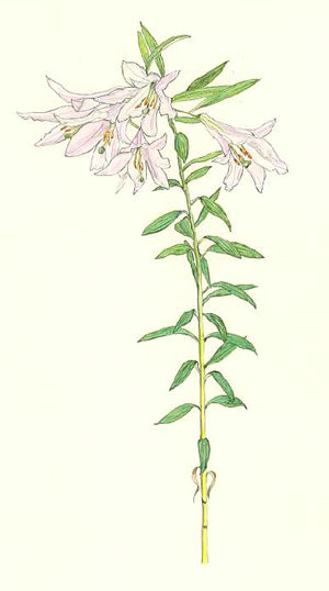 おとめゆり(ひめさゆり) Lilium rubellum　ユリ科 Liliaceae