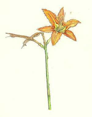 のかんぞう Hemerocallis　fulva　var.　longituba　ユリ科　liliaceae