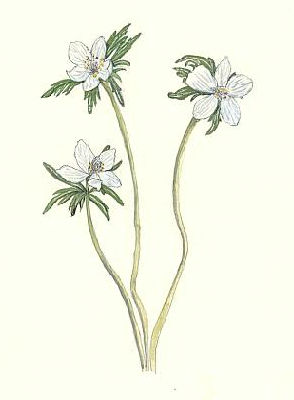 せつぶんそう　Eranthis Pinnatifida　キンポウゲ科 Ranunculaceae