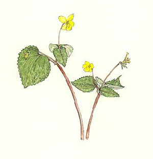 おおばきすみれ Viola brevistipulata　スミレ科　Violaceae