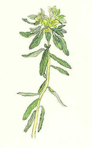 のうるし　Euphorbia adenochlora　トウダイグサ科　Euphorbiaceae