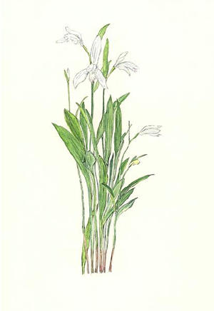しろはなときそう　Pogonia japonica f.alba　ラン科　Orchidacae