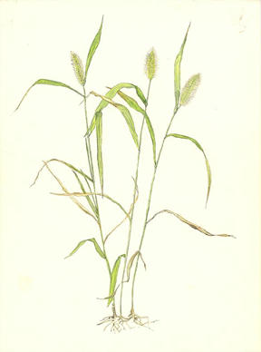 えのころぐさ　Setaria viridis　イネ科　Poaceae