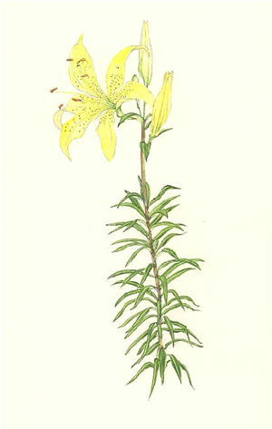 きばなすかしゆり　Lilium maculatum　ユリ科　Liliacae