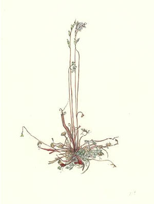 もうせんごけ　Drosera rotundifolia　モウセンゴケ科　Droseraceae