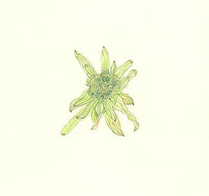 ふき　Petasites japonicum　キク科　Compositae
