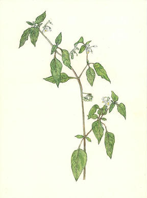 いぬほおずき　Solanum nigrum　ナス科　Solanaceae