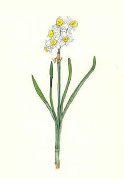 すいせん　Narcisus tazetta var. chinensis　ヒガンバナ科　Amaryllidaceae