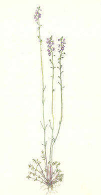 まつばうんらん　Linaria canadensis　ゴマノハグサ科　Scrophulariaceae