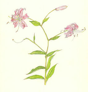 かのこゆり　Lilium speciosum　ユリ科　Liliaceae