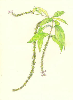ふじうつぎ　Buddleya japonica　フジウツギ科　Buddleyaceae