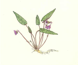 しはいすみれ　Violea Violacea　スミレ科　Violaceae