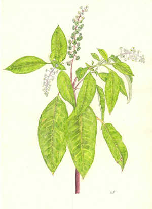ようしゅやまごぼう Phytolacca americana　マゴボウ科　Phytalaccaceae