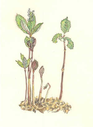 ひとりしずか Chloranthus japonicus　センリョウ科　Chloranthaceae