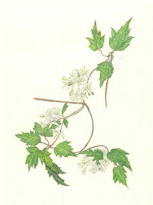 ぼたんづる Clematis apiifolia　キンポウゲ科　Ranunculaceae