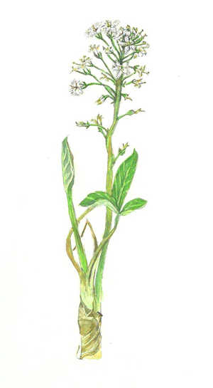 みつがしわ　Menyanthes trifoliata　ミツガシワ科　Menyanthaceae