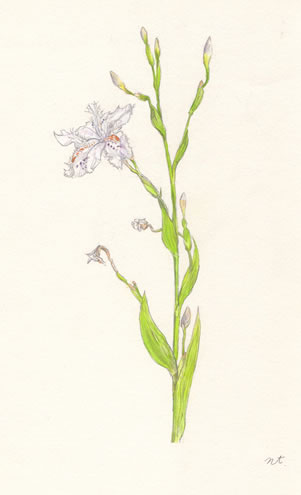 しゃが　Iris japonica　アヤメ科　Iridaceae