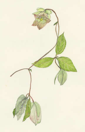 つるにんじん　Codonopsis lanceolata　キキョウ科　Campanulaceae
