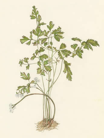 せりばおうれん　Coptis japonica var. dissecta　キンポウゲ科　Ranunculaceae