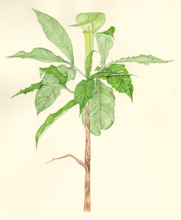 あおまむしぐさ　Arisaema serratum　サトイモ科　Araceae